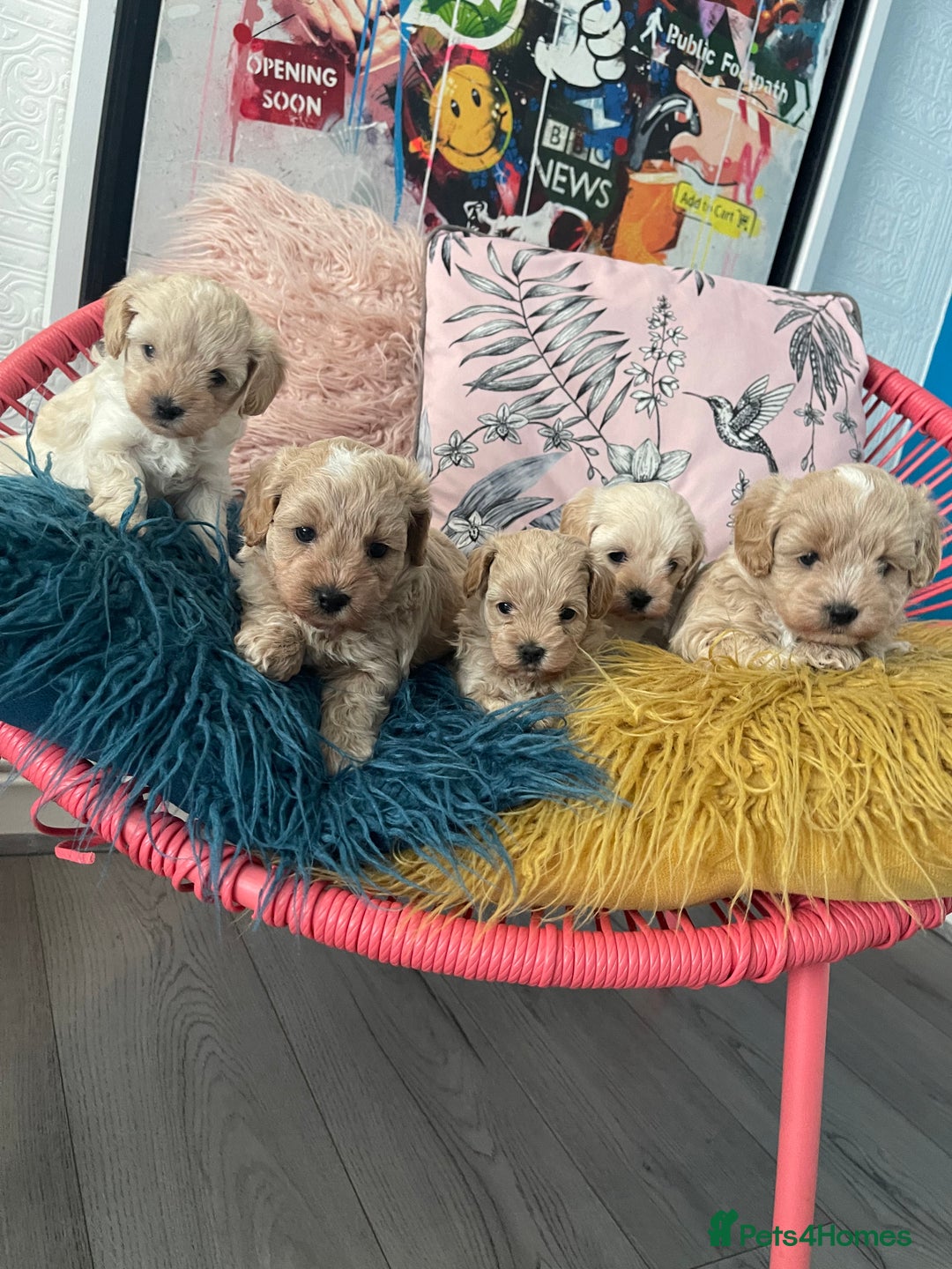 Maltipoo dogs for sale: ❤️XS TOY MALTIPOOS❤️ - Image 1