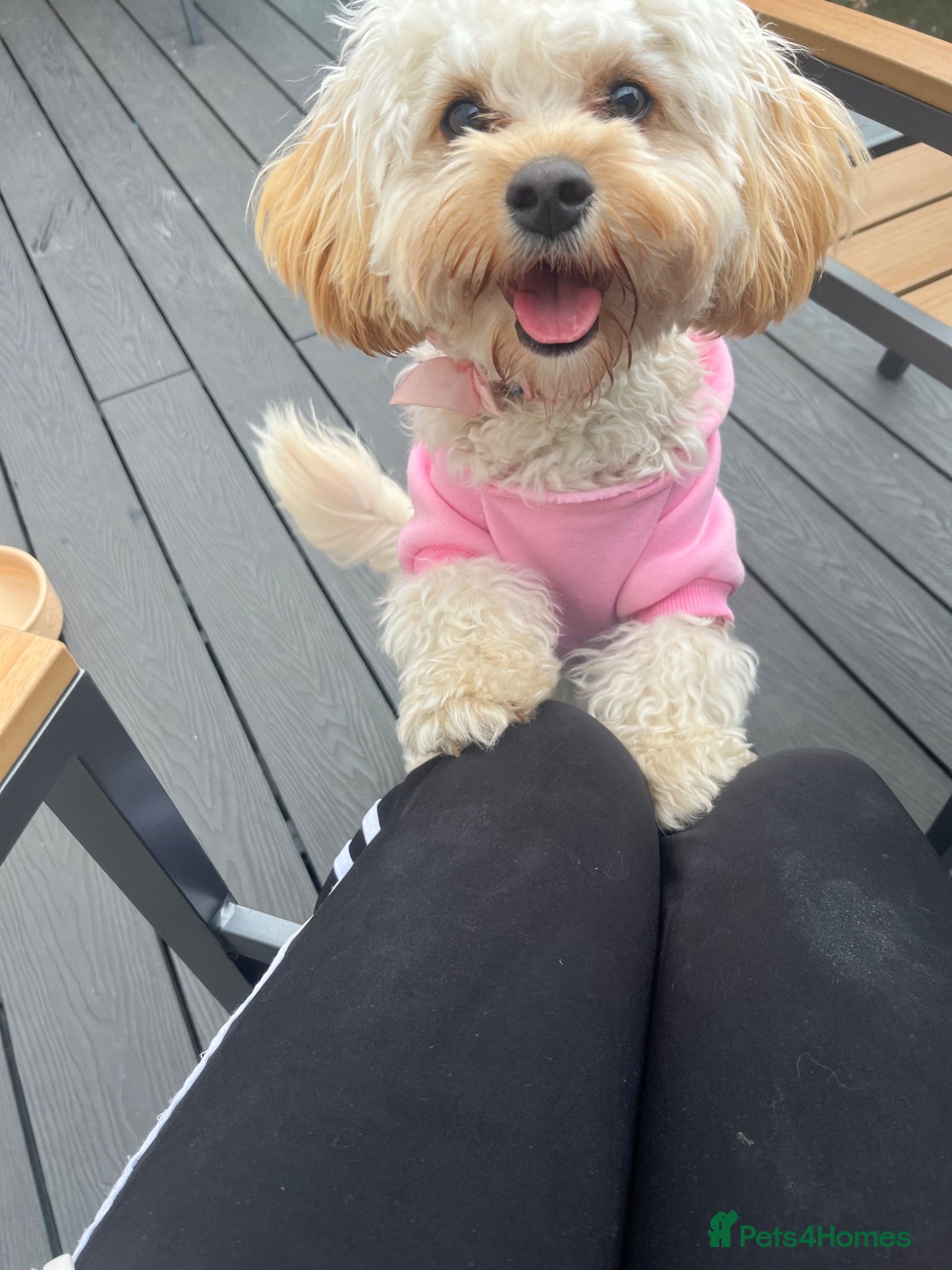 Cavapoo dogs 4 beautiful cavapoo pups for sale all female  - Advert 1
