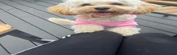 Cavapoo dogs for sale: 4 beautiful cavapoo pups for sale all female  in Liverpool - Advert 1