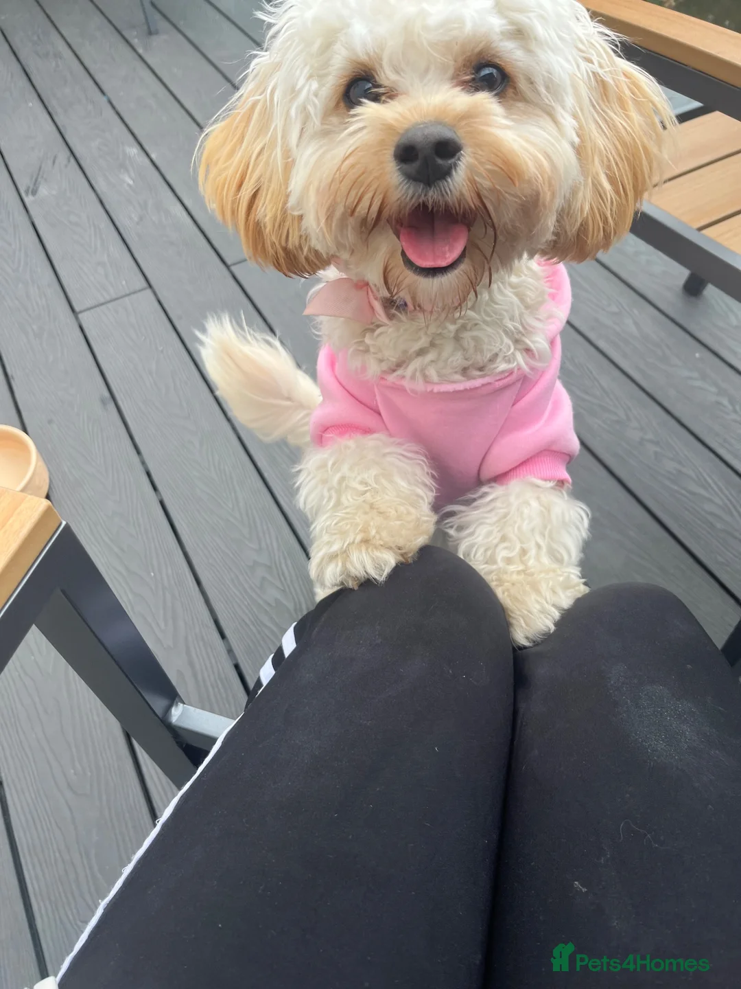 Cavapoo dogs for sale: 4 beautiful cavapoo pups for sale all female  in Liverpool - Advert 1