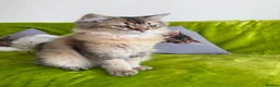 British Longhair cats for sale: British Longhair Kittens only 2 left - Advert 8