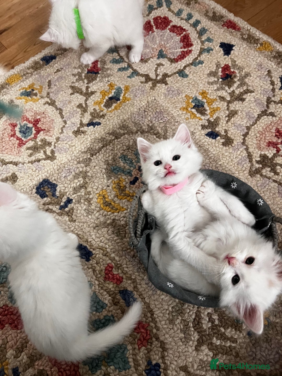 Turkish Angora cats for sale: Turkish Angora Longhair kittens - Advert 26