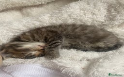 Mixed Breed cats for sale: Exotic cross kittens  - Image 11