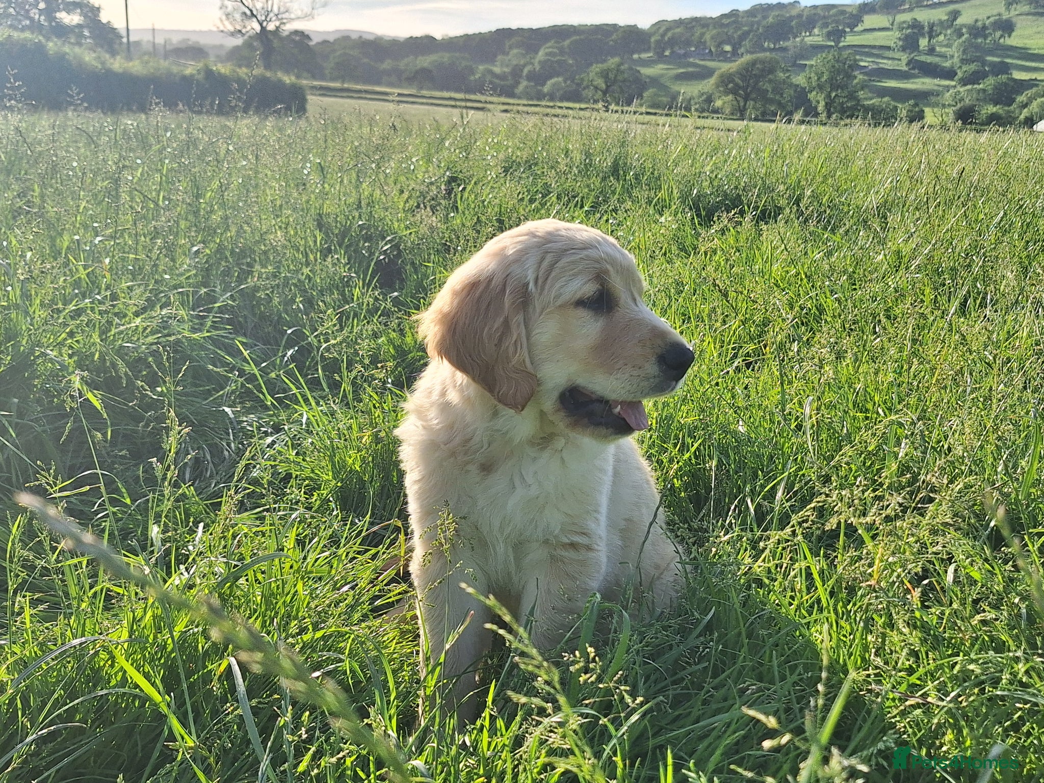 Golden Retriever dogs ONLY 1 GIRL LEFT 🥰🐶 - Golden Retriever puppy 🐶  - Advert 2