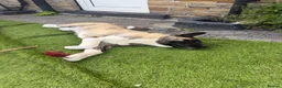 Akita dogs for sale: Blaze The American Akita - 6 Months Old 🔥 in Shipley - Advert 6