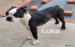 Boston Terrier dogs for sale: Need home,s ASAP  - Image 8