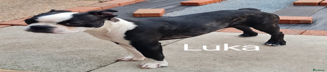 Luka 