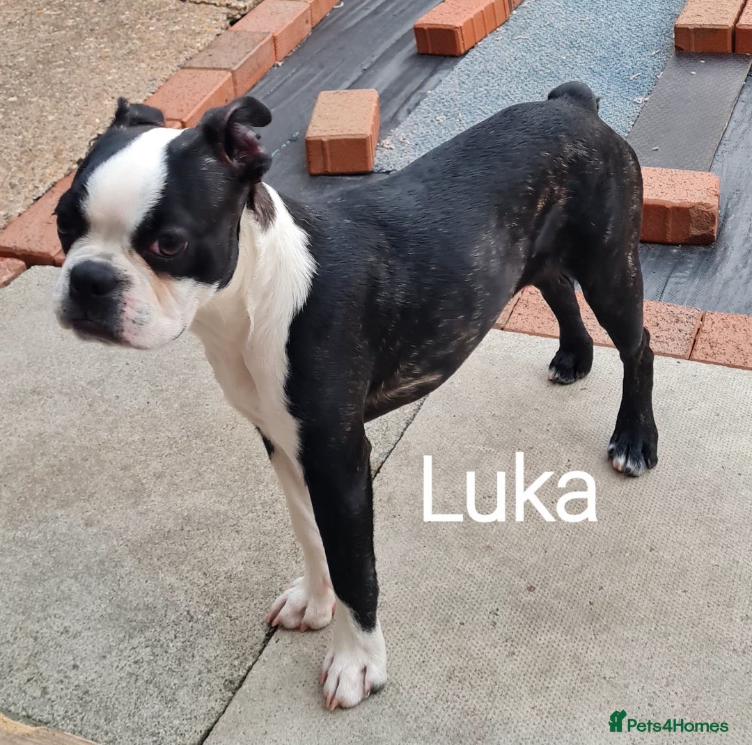 Boston Terrier dogs for sale: Need home,s ASAP  - Image 8