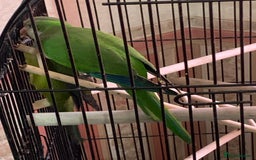 Parakeets birds for sale: Two hand reared quaker parrots  - Image 3