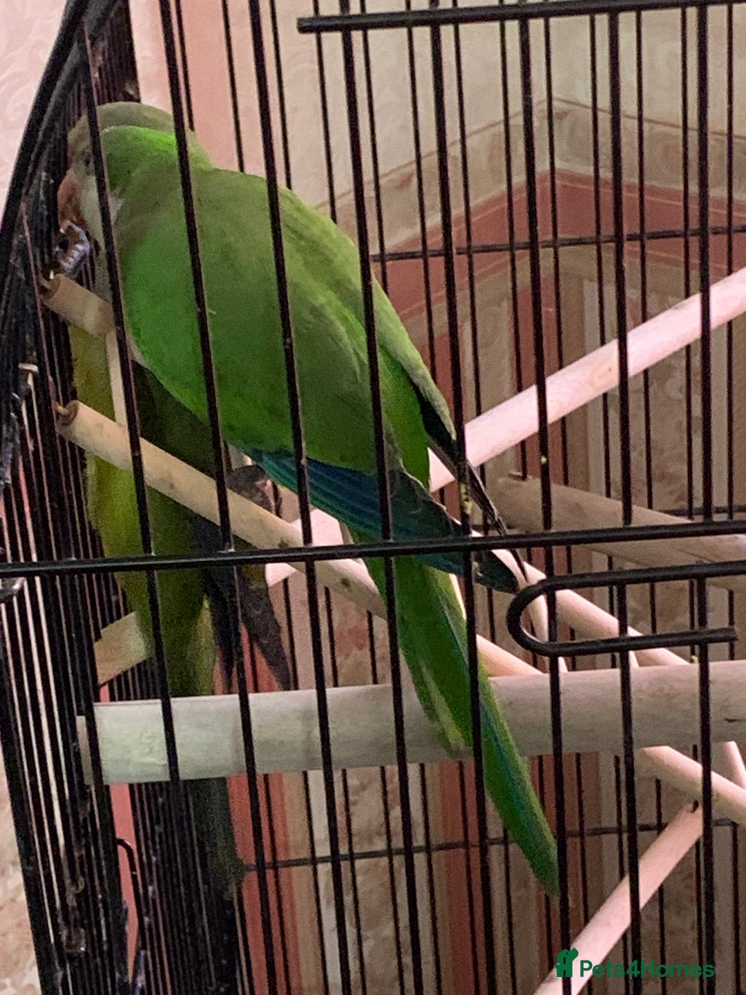 Parakeets birds for sale: Two hand reared quaker parrots  - Image 3