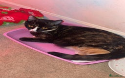 Mixed Breed cats for sale: Mixed breed  - Image 3