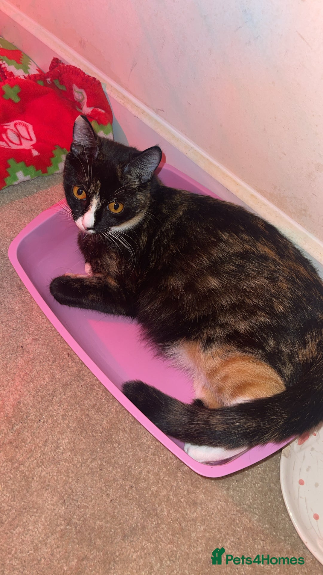 Mixed Breed cats for sale: Mixed breed  - Image 3