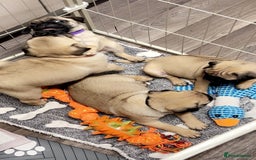 Pug dogs for sale: Pugs  - Image 5