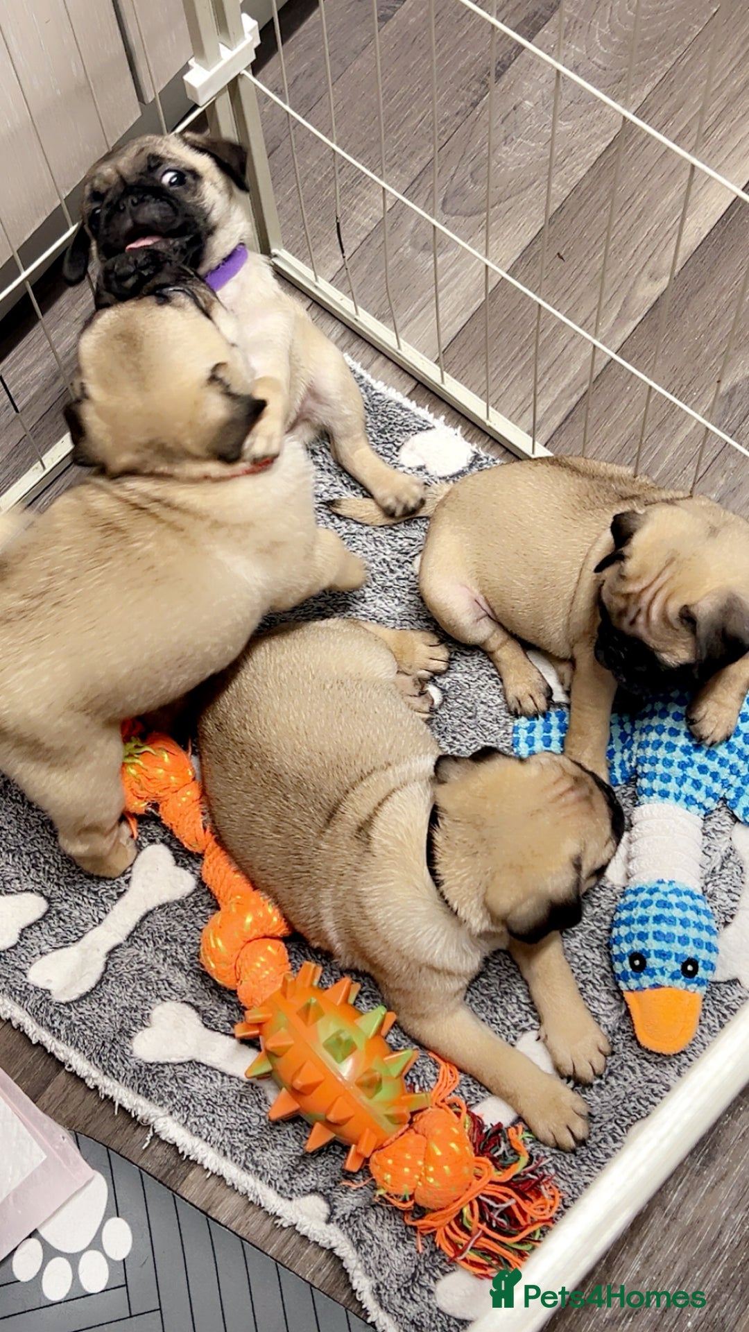 Pug dogs for sale: Pugs  - Image 5