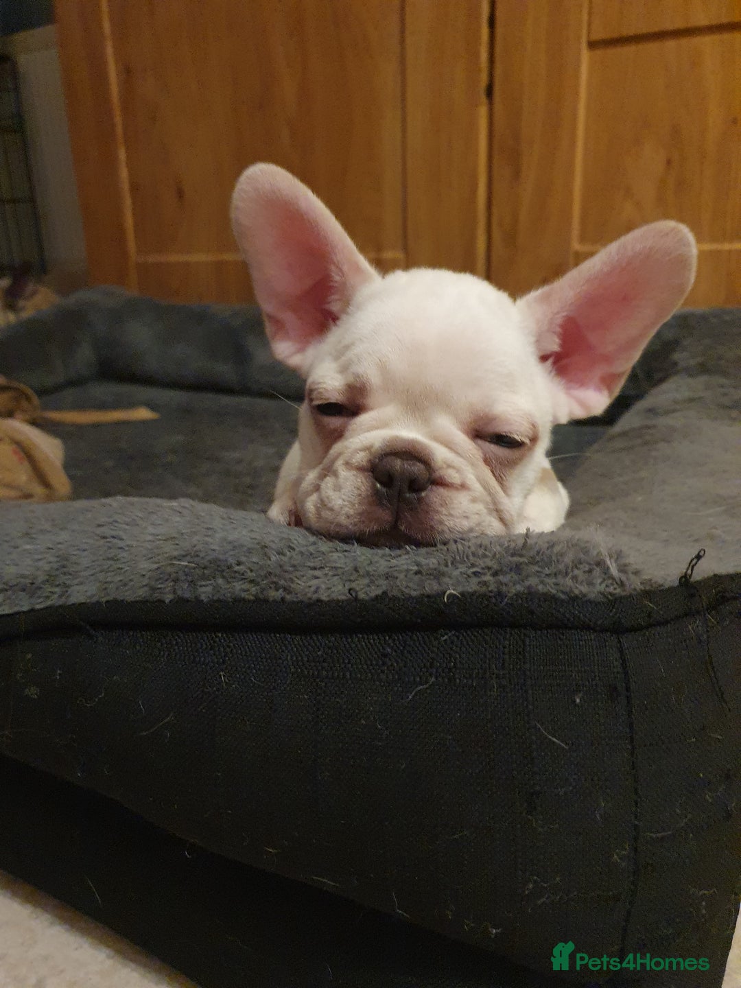 French Bulldog dogs for sale: French bulldog pup - Advert 2
