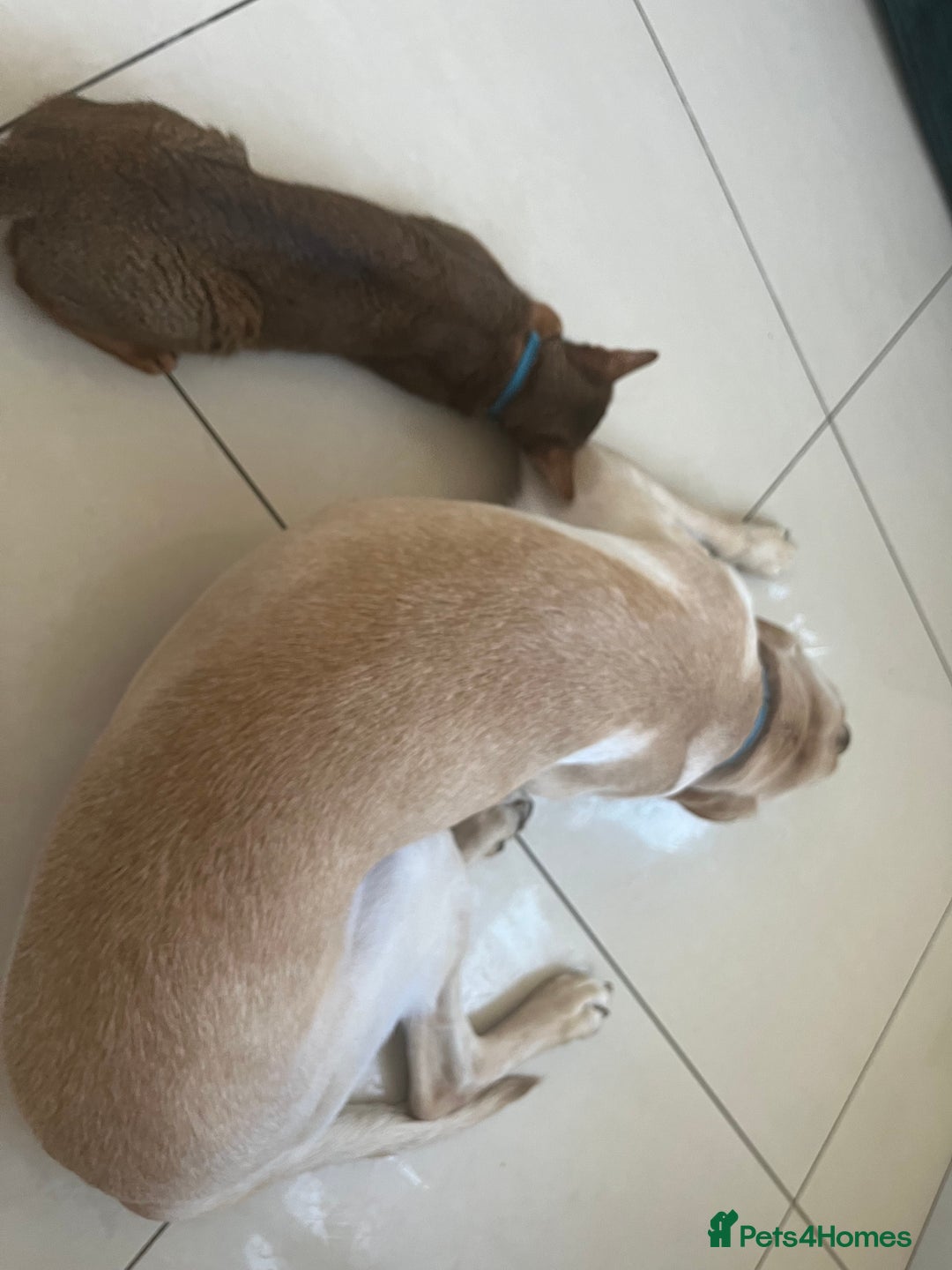 Abyssinian cats for sale: Pedigree TICA registered Beautiful Abyssinian - Advert 13