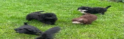 Labradoodle dogs for sale: Miniature labradoodle puppies - Advert 3