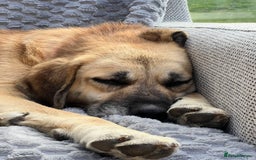 Mixed Breed dogs for adoption: 💖 Gentle Joky is waiting for her forever home! - Image 12