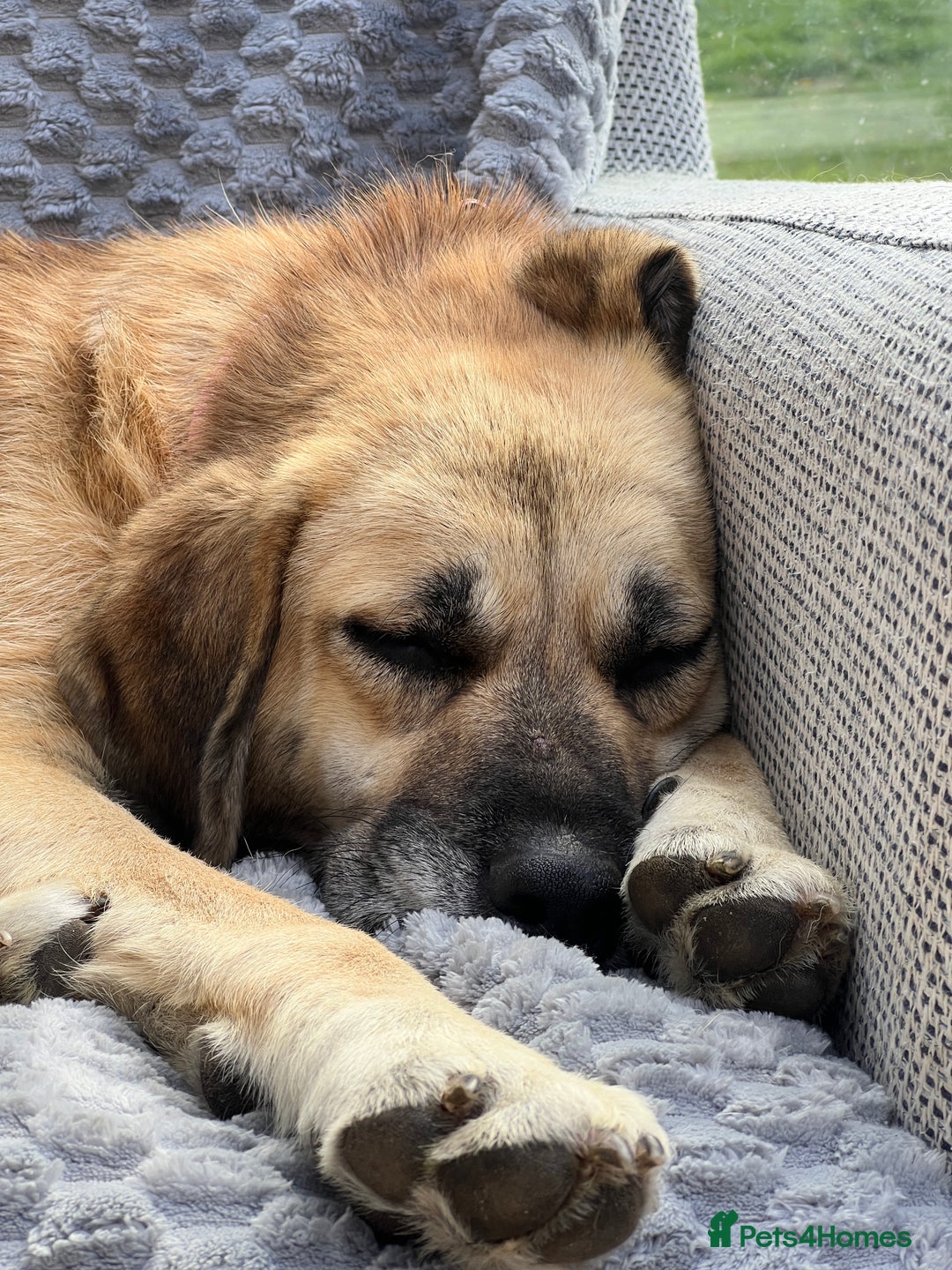 Mixed Breed dogs for adoption: 💖 Gentle Joky is waiting for her forever home! - Image 12