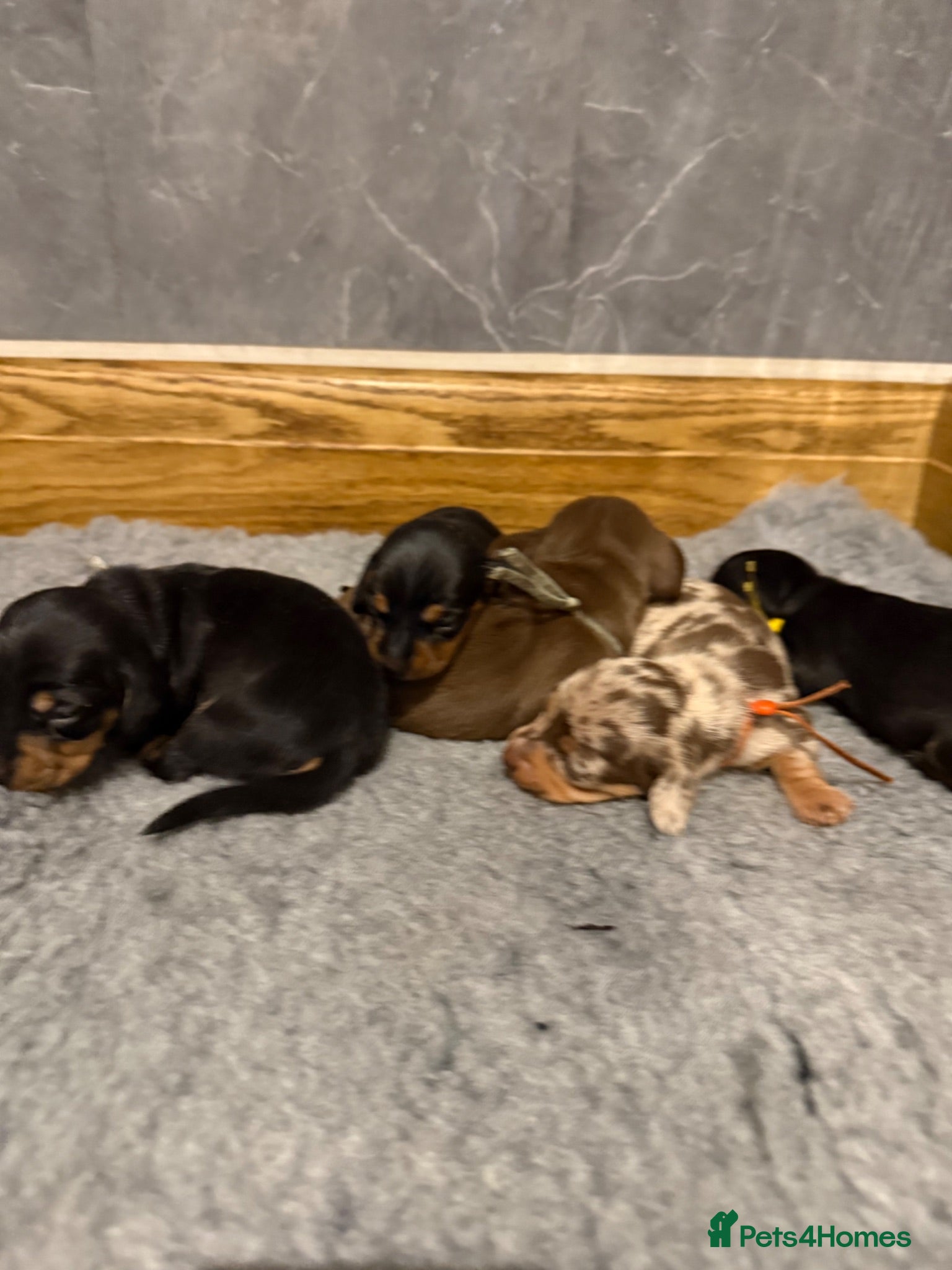 Miniature Dachshund dogs Beautiful KC Registered Miniature Dachshunds - Advert 2