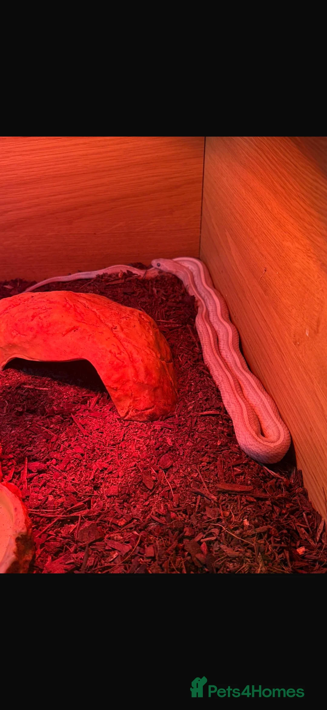 Corn Snake reptiles for sale: Cody the corn snake  in Bushey - Advert 2