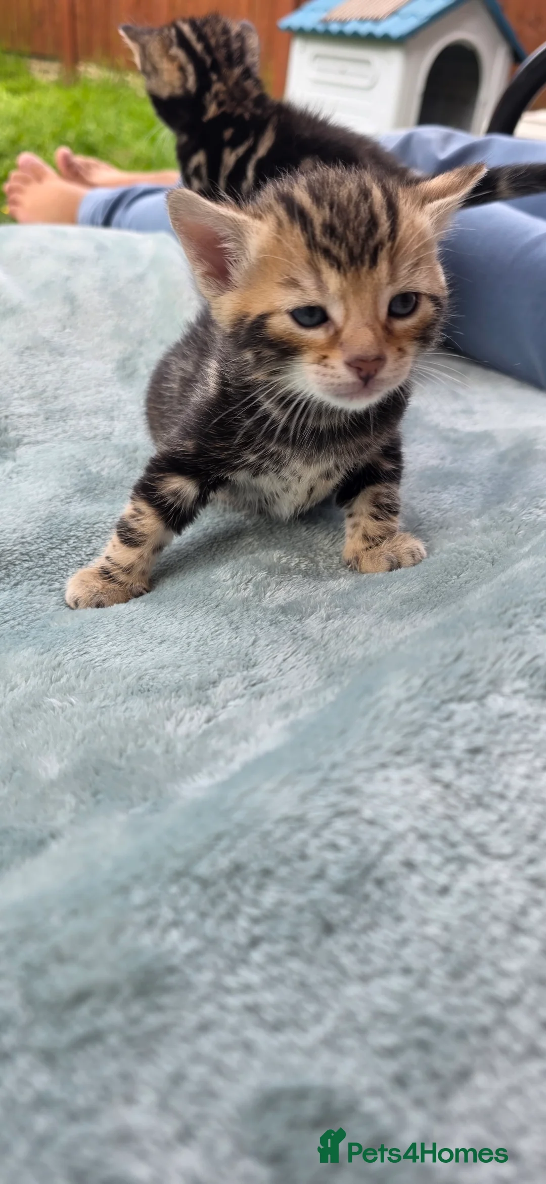 Bengal cats for sale: Beautiful Purebred Bengal Kittens - Advert 37