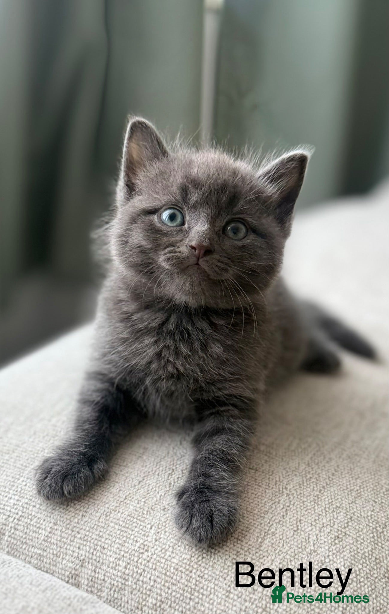 British Shorthair cats Bentley, Grey ‘blue’ British Shorthair  - Advert 1