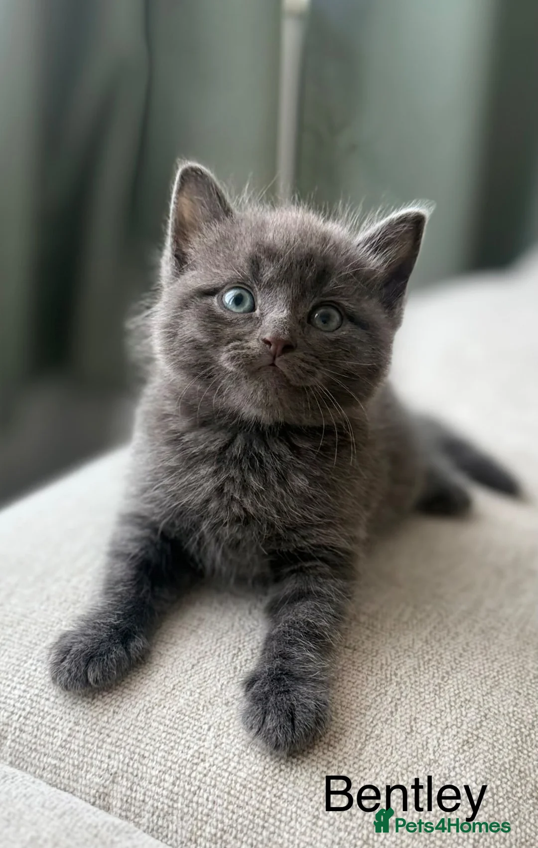 British Shorthair cats for sale: Bentley, Grey ‘blue’ British Shorthair  - Advert 1