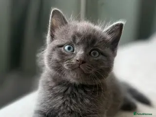 British Shorthair cats Beemer, Grey ‘blue’ British Shorthair - Advert 2