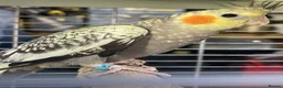 Cockatiels birds for sale: Baby cockatiels for sale - read ad for prices  - Advert 14