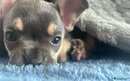 Mixed Breed dogs for sale: Frenchie x chihuahua  - Image 6