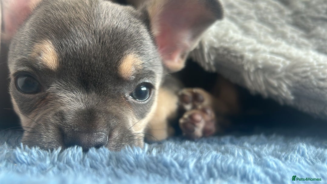 Mixed Breed dogs for sale: Frenchie x chihuahua  - Image 6
