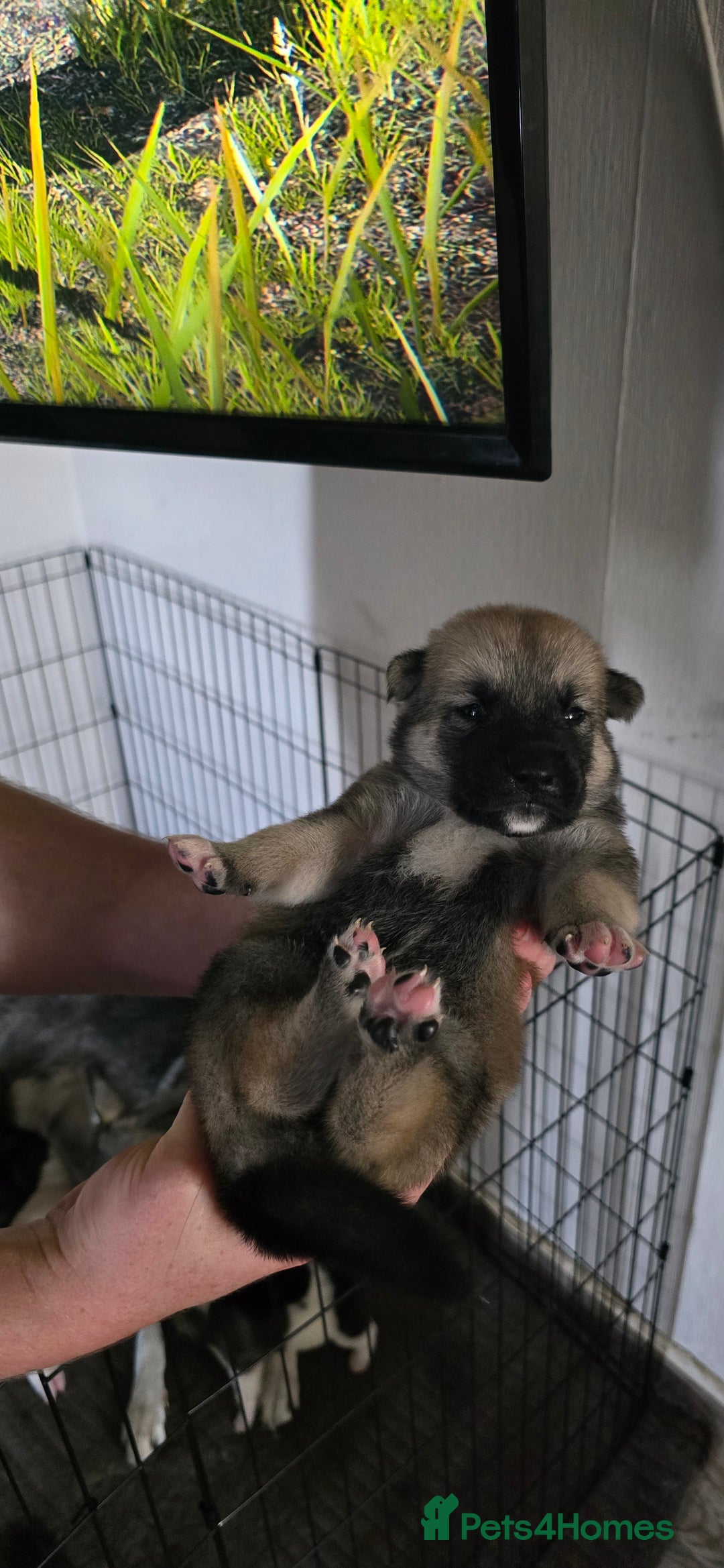 Mixed Breed dogs for sale: Northern Inuit cross American akita  - Image 12