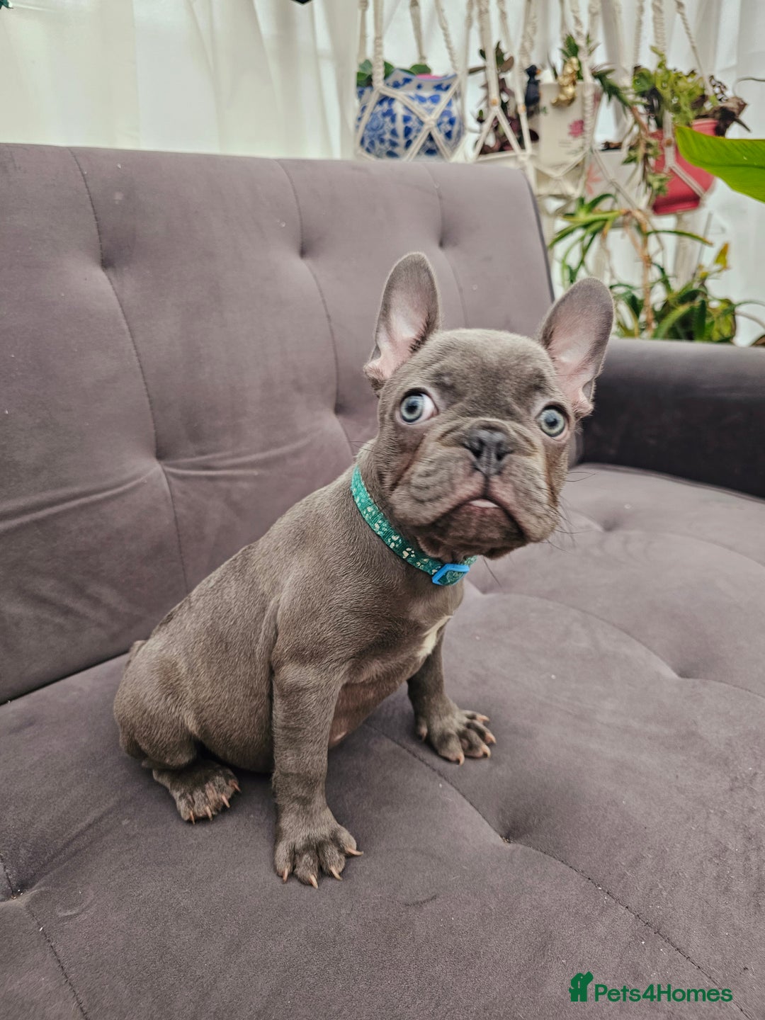 French Bulldog dogs for sale: French bulldog puppies  - Advert 4