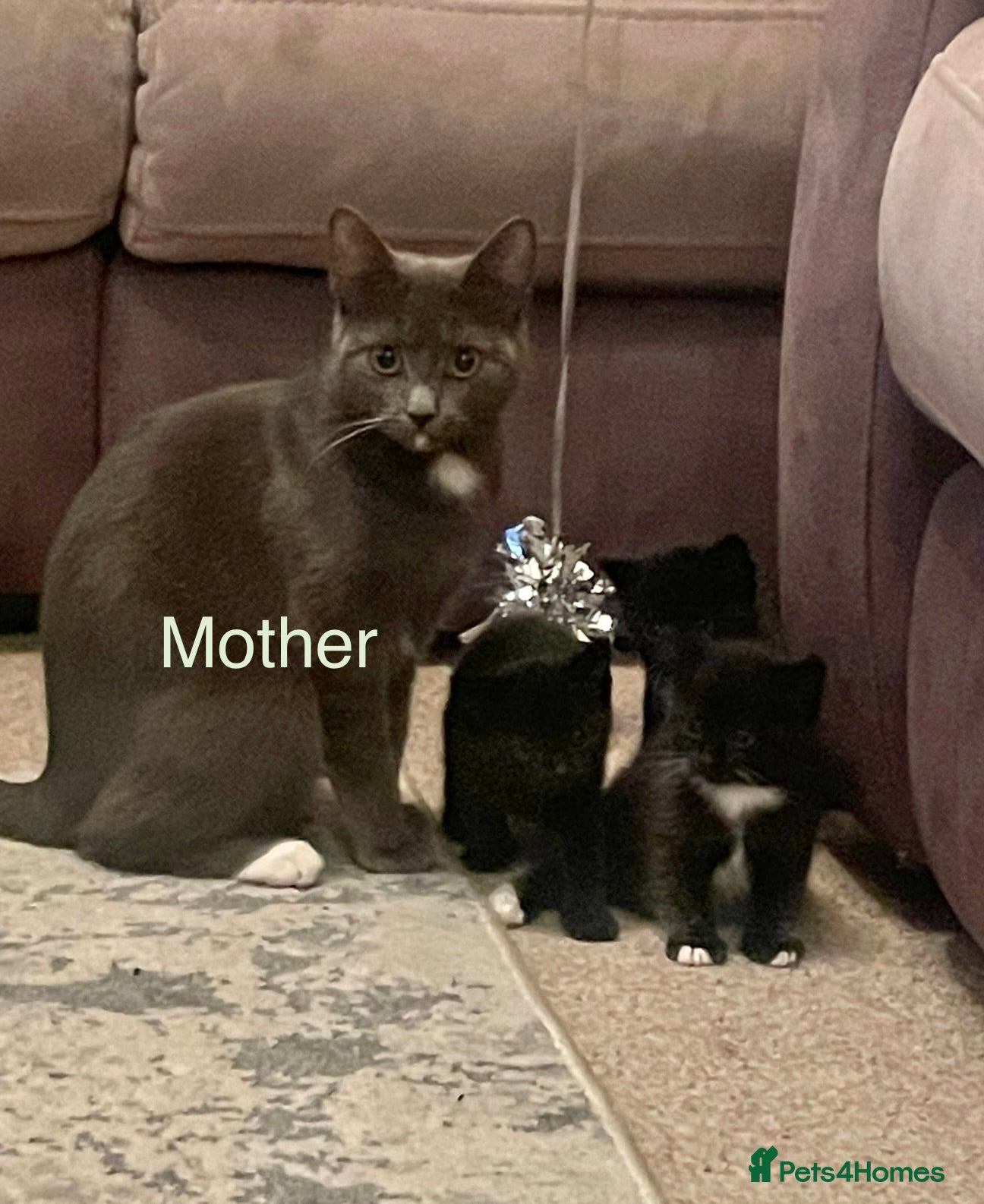 Mixed Breed cats Beautiful Mix Breed Kittens - Advert 1