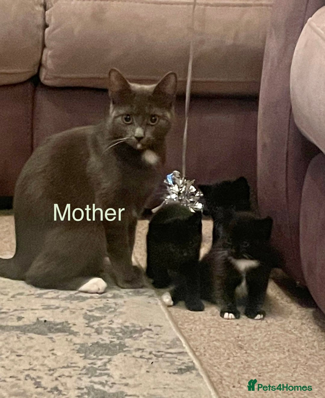 Mixed Breed cats for sale: Beautiful Mix Breed Kittens - Advert 1