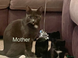 Mixed Breed cats Beautiful Mix Breed Kittens - Advert 1