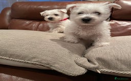 West Highland Terrier dogs for sale: West highland terrier  - Image 12