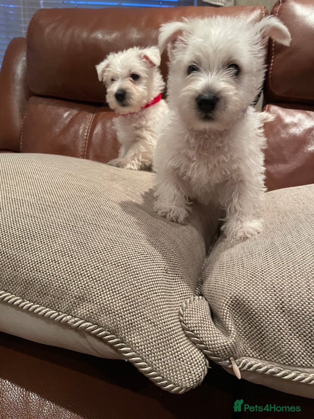 West Highland Terrier dogs for sale: West highland terrier  - Image 12