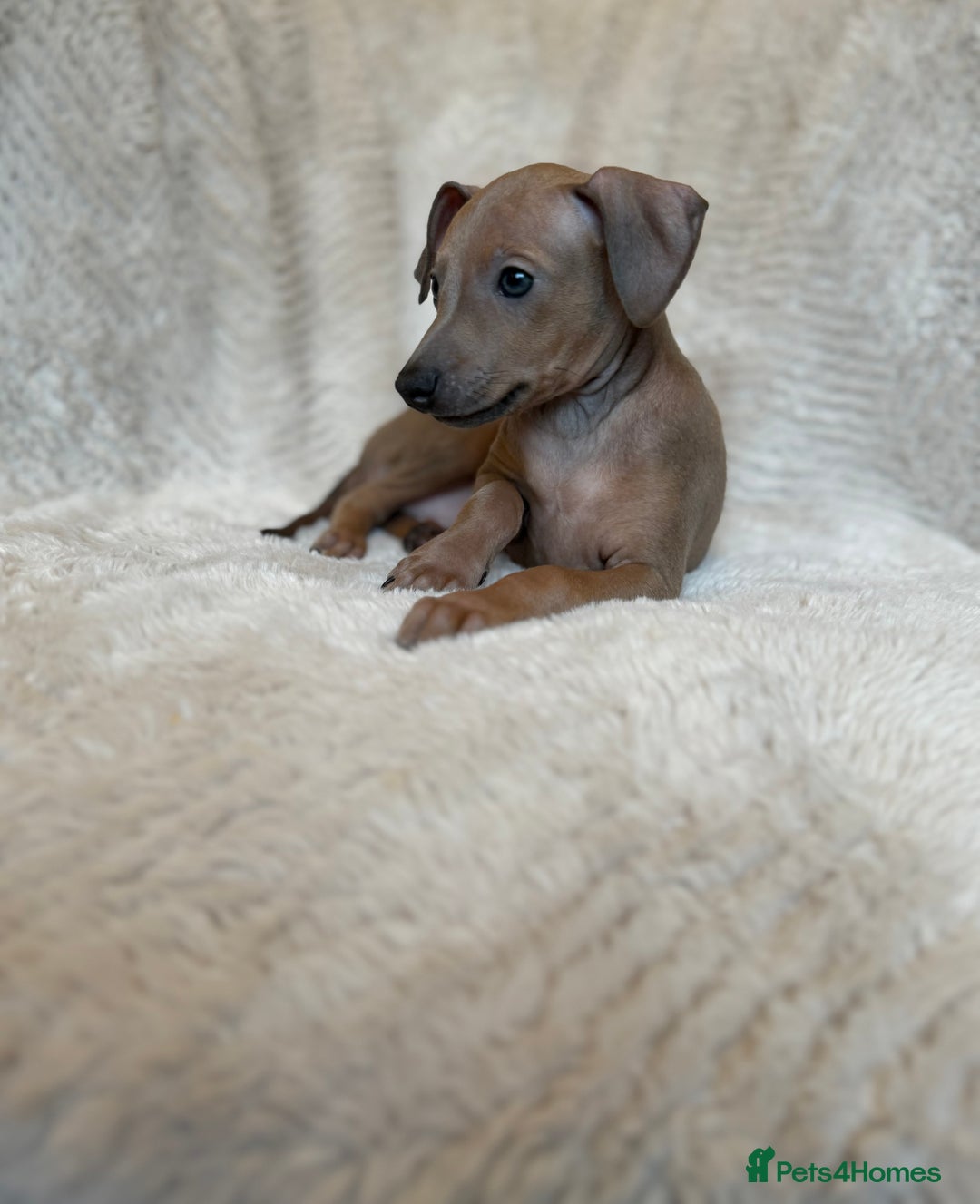 Italian Greyhound dogs for sale: KC Champion lines ⭐️ Italian Greyhound puppies  - Advert 4