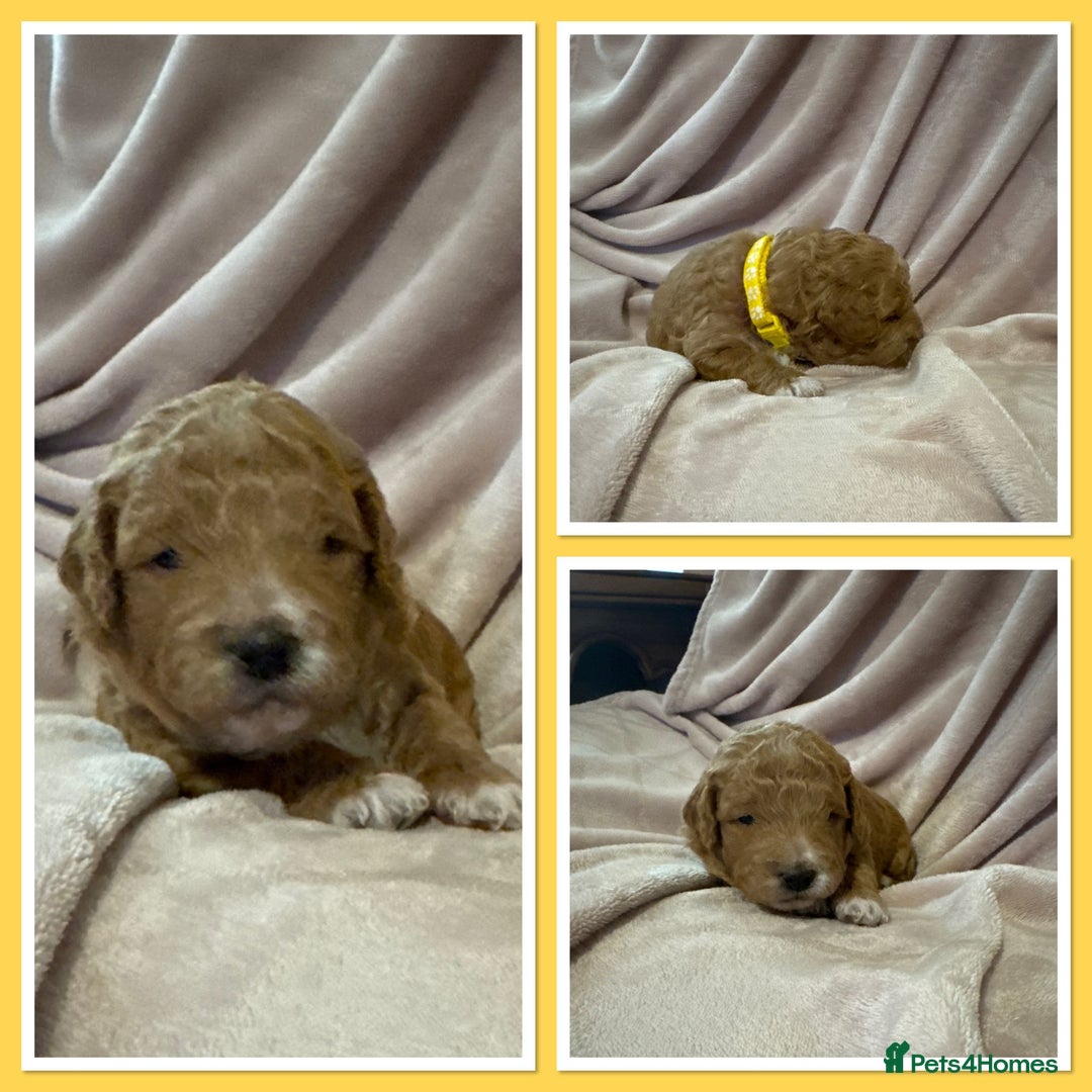 Goldendoodle dogs for sale: Beautiful Mini F1b goldendoodles family raised  - Advert 9