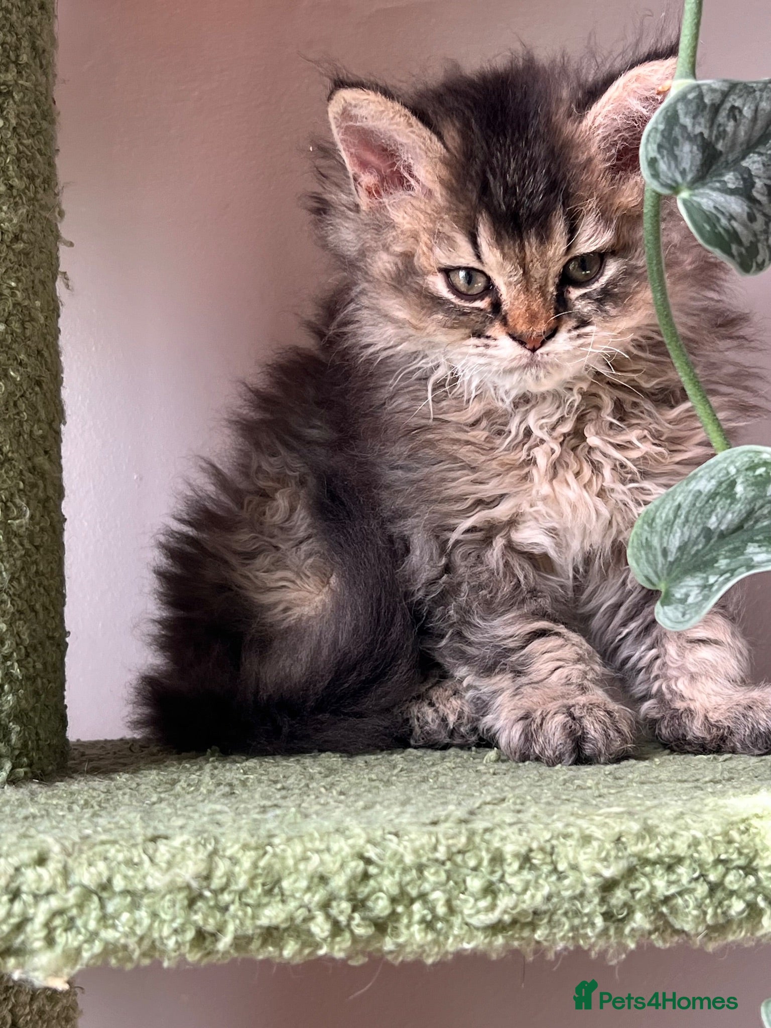 Selkirk Rex cats Gorgeous Selkirk rex kittens 😻 - Advert 1