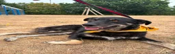Mixed Breed dogs for adoption: Daniel - Ipswich Suffolk  in Ipswich - Advert 15