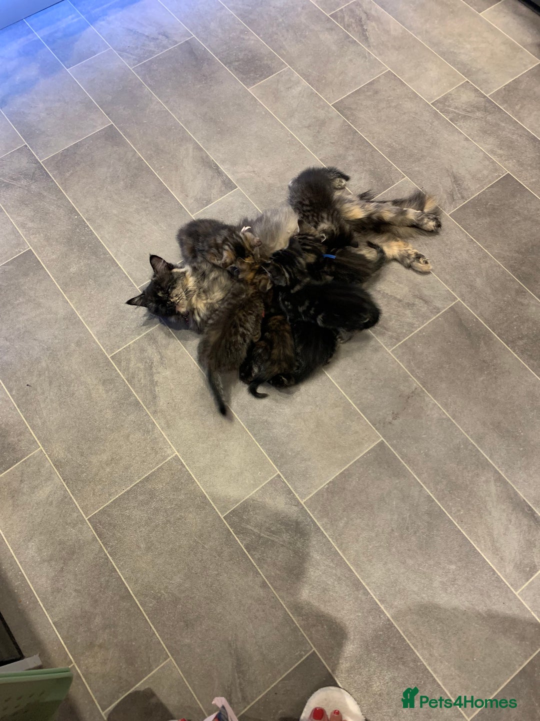 Mixed Breed cats for sale: Himalayan mixed - Image 20