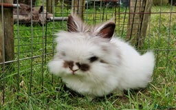 Lionhead rabbits for sale: Purebred Lionhead Rabbits  - Image 3