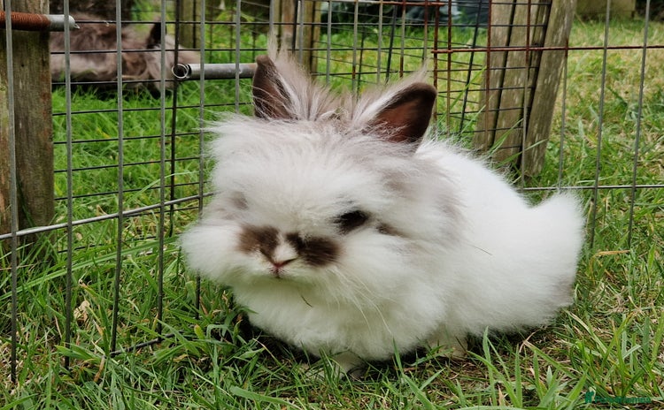 Lionhead rabbits - Advert 17