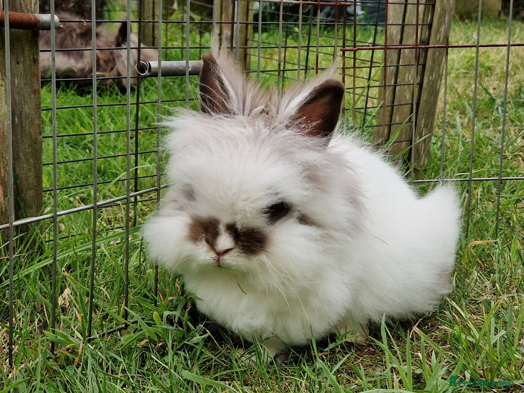 Lionhead rabbits for sale: Purebred Lionhead Rabbits  - Image 3