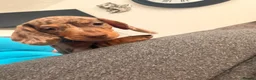 Miniature Dachshund dogs for sale: Smooth haired miniature Daschund babies in Liverpool - Advert 12