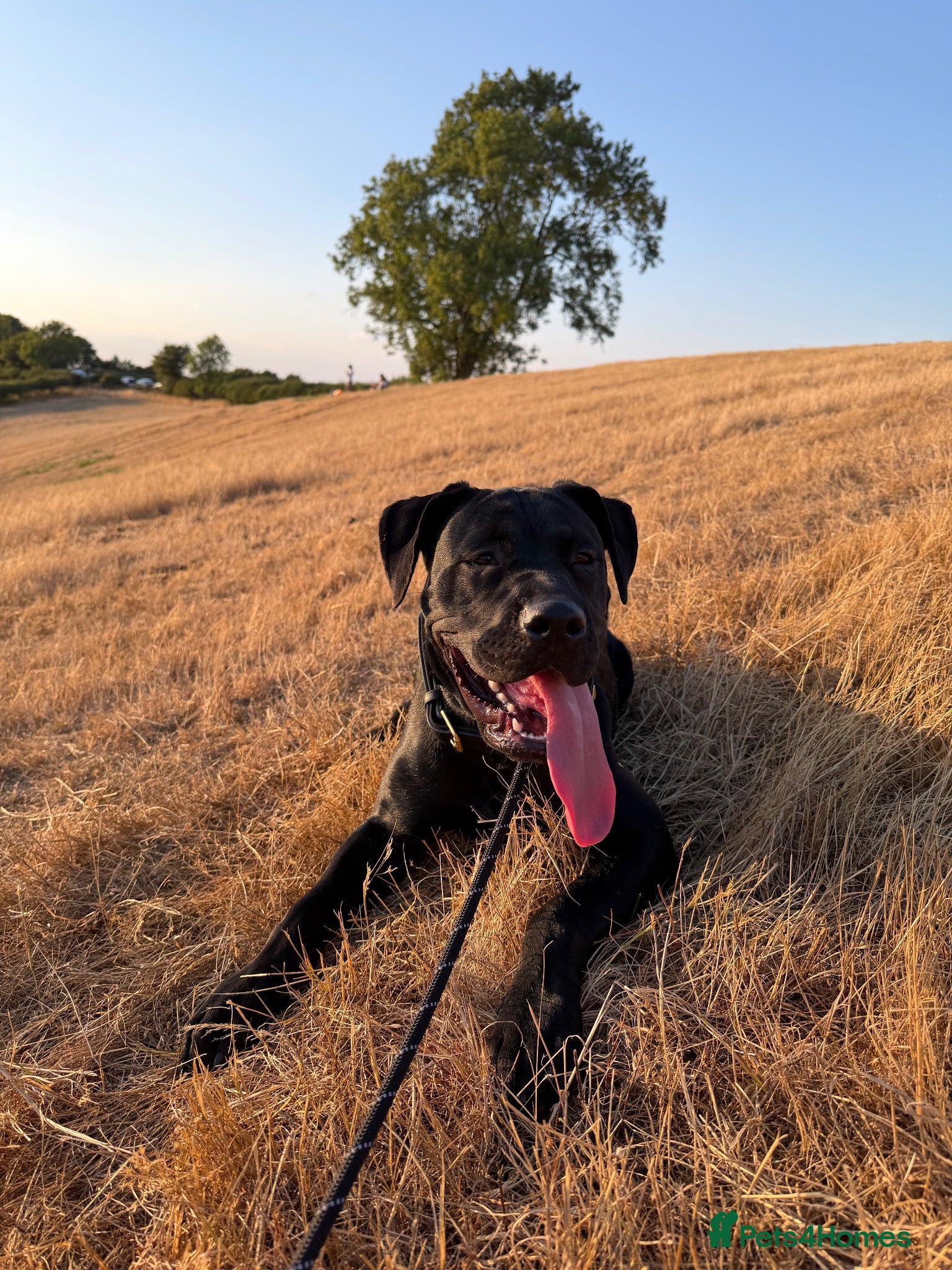 Mixed Breed dogs Bella- staffy X presa canario  - Advert 1