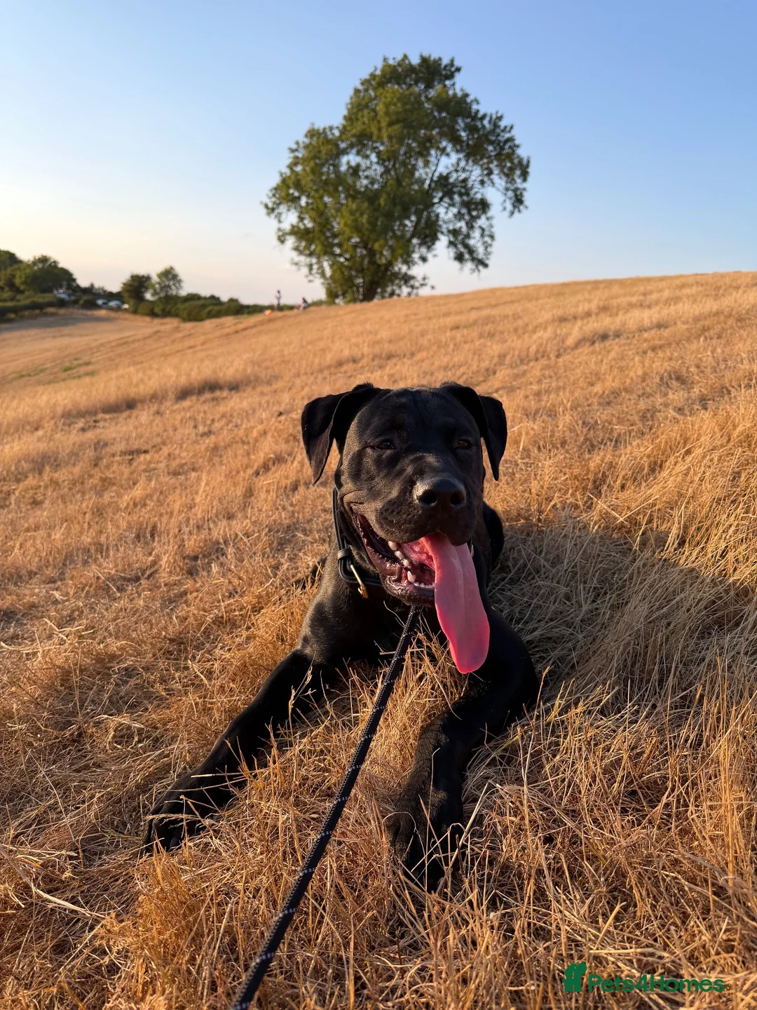 Mixed Breed dogs for sale: Bella- staffy X presa canario  - Advert 1